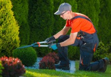 41101233 - professional gardener at work. gardener trimming garden plants. topiary art.