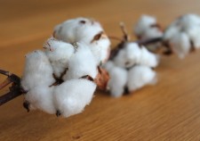cotton-branch-1271038_1280