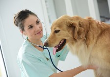 Veterinarian examining dog's heartbeat